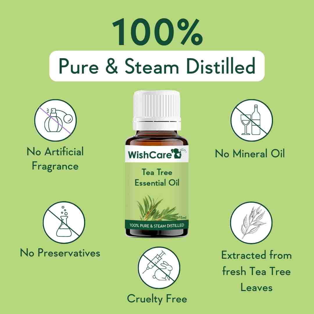 pure and steam distilled best tea tree essential oil